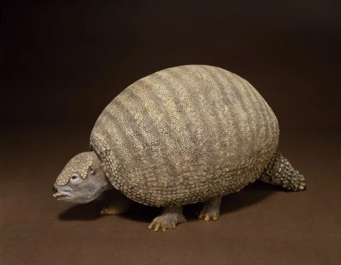 Framed Print : Glyptodon, giant armadillo Framed Print : Glyptodon, giant armadillo