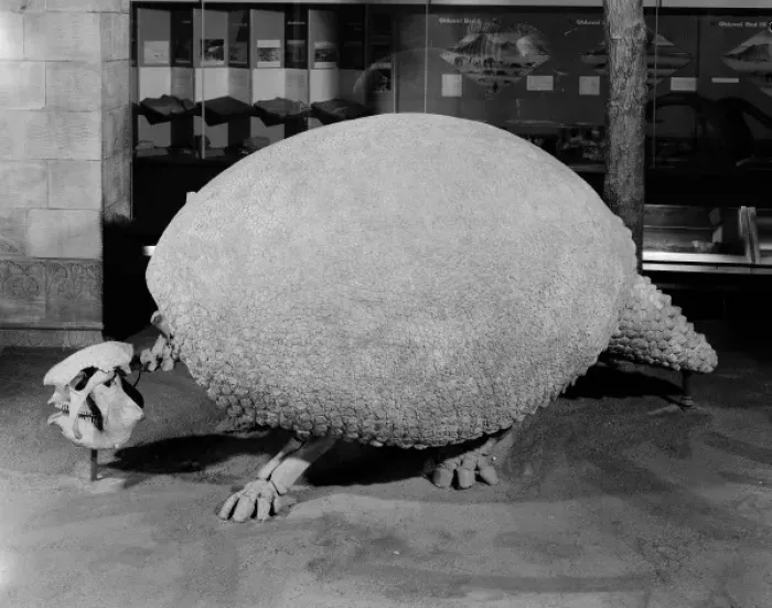 Framed Print : Glyptodon, giant armadillo Framed Print : Glyptodon, giant armadillo