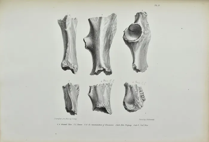 Framed Print : Gnawed bones of Rhinoceros found in Kent's Cavern Framed Print : Gnawed bones of Rhinoceros found in Kent's Cavern
