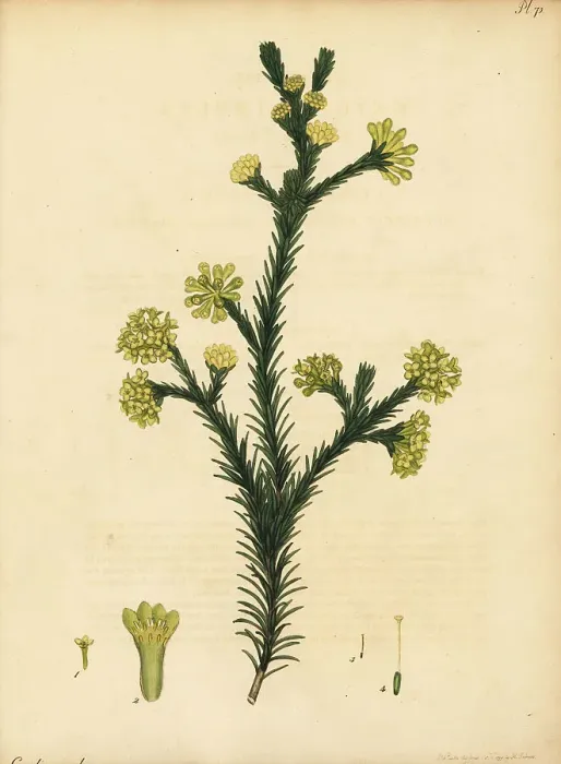 Framed Print : Gnidia juniperifolia Framed Print : Gnidia juniperifolia