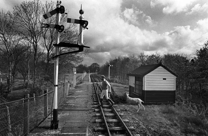Framed Print : Goat on Bala Lake Railway line, N Wales Framed Print : Goat on Bala Lake Railway line, N Wales