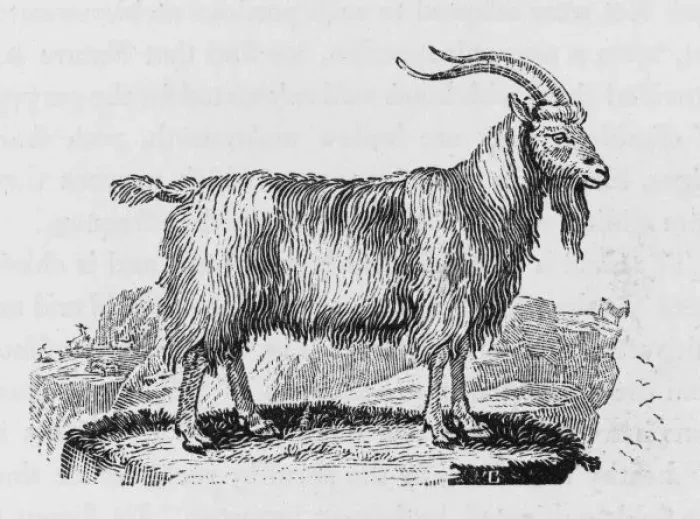 Framed Print : Goat (Bewick) Framed Print : Goat (Bewick)