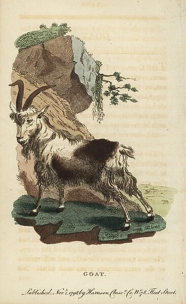 Goat, Capra aegagrus