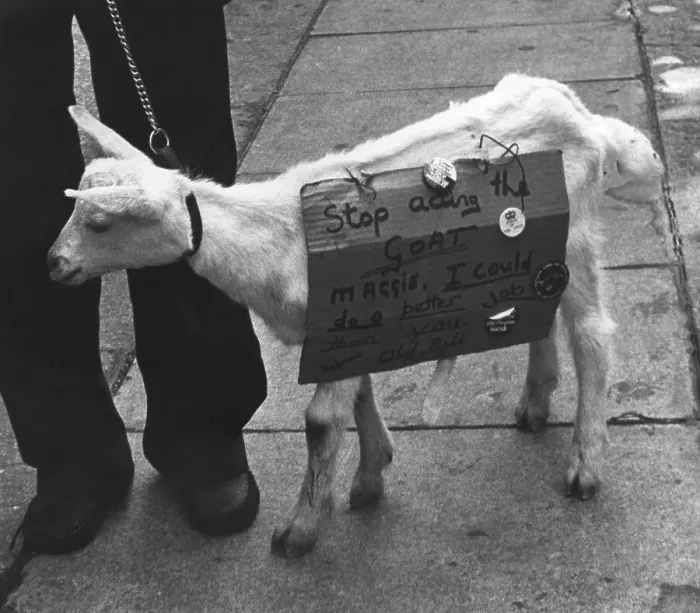 Framed Print : Goat expresses opinion on Margaret Thatcher Framed Print : Goat expresses opinion on Margaret Thatcher