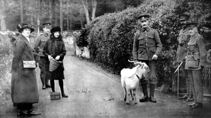 Framed Print : The goat presented by King George V to the 7th Royal Welsh Fusiliers Framed Print : The goat presented by King George V to the 7th Royal Welsh Fusiliers