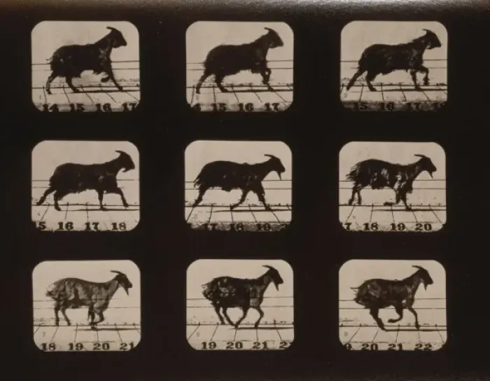 Framed Print : Goat, running Framed Print : Goat, running