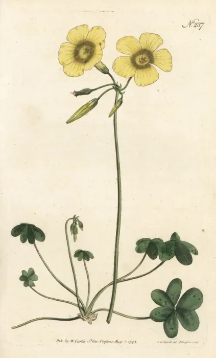 Framed Print : Goat s-foot wood sorrel, Oxalis caprina Framed Print : Goat s-foot wood sorrel, Oxalis caprina
