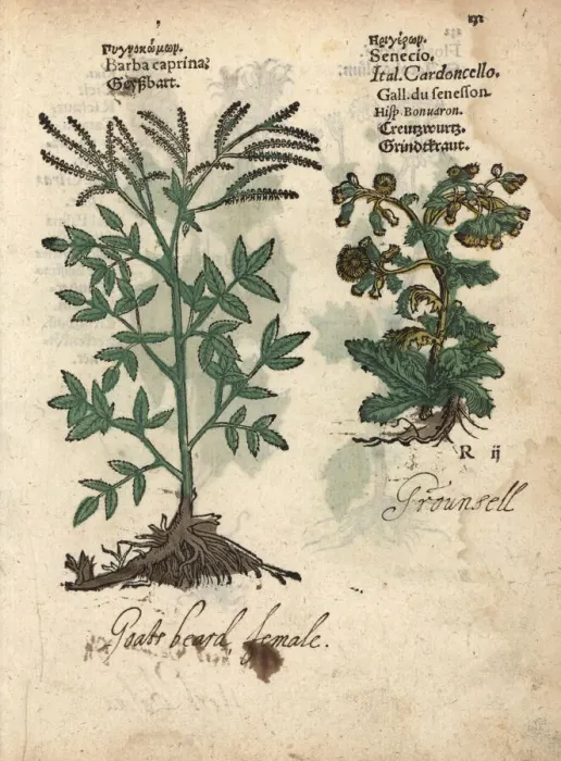 Framed Print : Goats beard, Aruncus dioicus, and groundsel Framed Print : Goats beard, Aruncus dioicus, and groundsel
