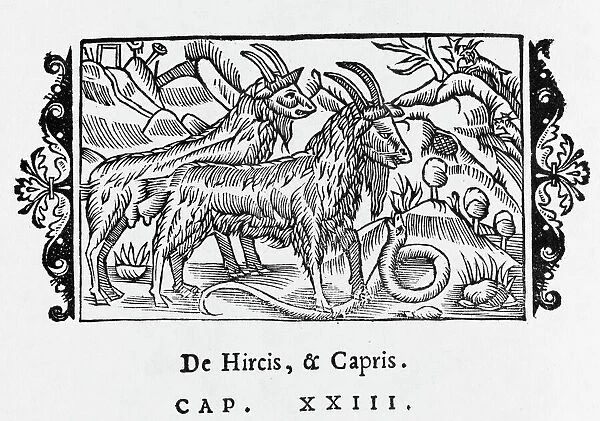 Goats  /  Olaus Magnus 1555