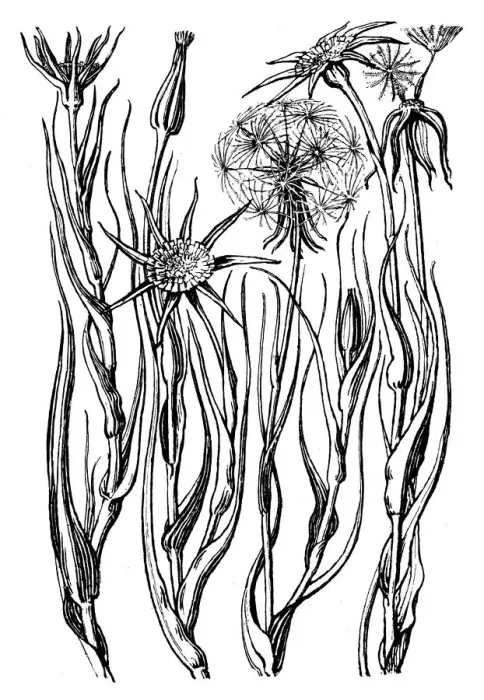 Framed Print : Goatsbeard Framed Print : Goatsbeard