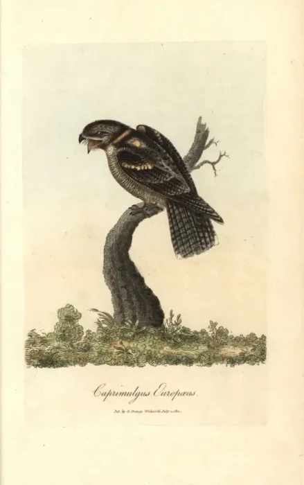 Framed Print : Goatsucker, Nightjar, Caprimulgus europaeus Framed Print : Goatsucker, Nightjar, Caprimulgus europaeus