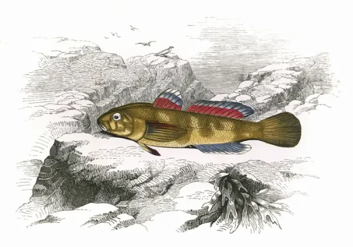 Framed Print : Gobius paganellus, or Rock Goby