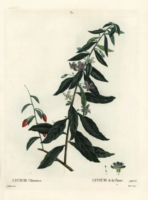 Framed Print : Goji berry or Chinese boxthorn, Lycium chinense Framed Print : Goji berry or Chinese boxthorn, Lycium chinense
