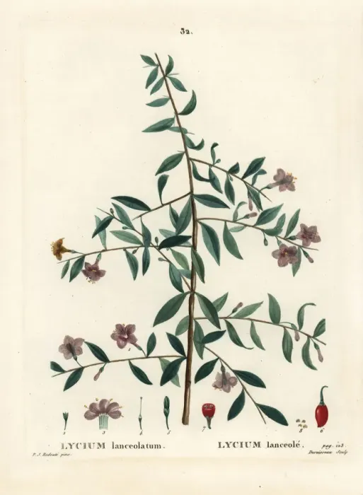 Framed Print : Goji berry or Chinese wolfberry, Lycium barbarum Framed Print : Goji berry or Chinese wolfberry, Lycium barbarum