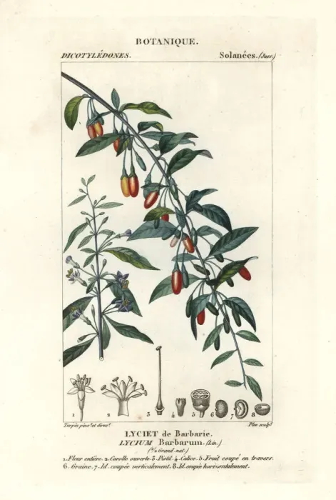 Framed Print : Goji berry, Lycium barbarum Framed Print : Goji berry, Lycium barbarum