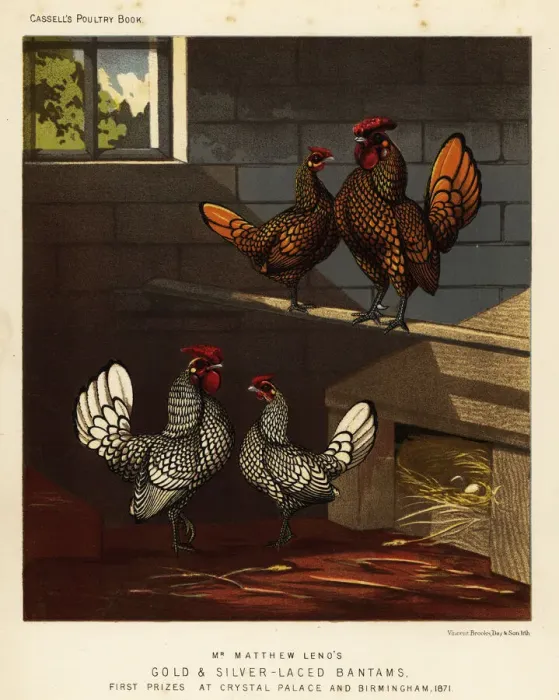 Framed Print : Gold-laced bantam and silver-laced bantam cock and hen Framed Print : Gold-laced bantam and silver-laced bantam cock and hen