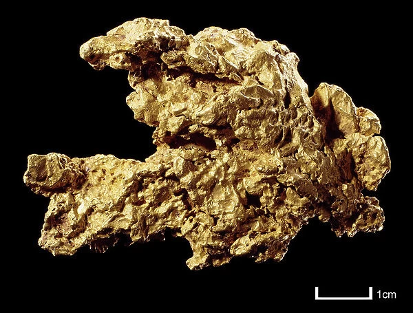 Gold nugget found in a dry river bed outside Potchefstroom, Wits