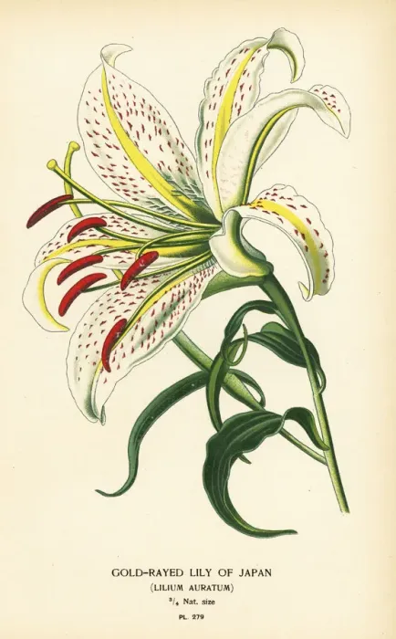 Framed Print : Gold-rayed lily of Japan or yamayuri, Lilium auratum Framed Print : Gold-rayed lily of Japan or yamayuri, Lilium auratum