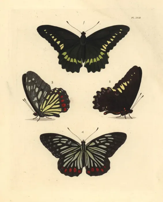 Framed Print : Gold rim swallowtail and red ring skirt butterfly Framed Print : Gold rim swallowtail and red ring skirt butterfly