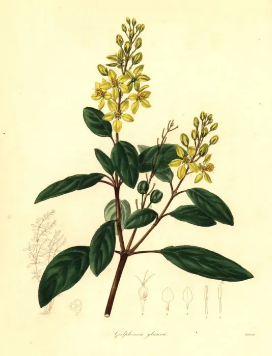 Framed Print : Gold shower or glaucous-leaved galphimia, Galphimia glauca Framed Print : Gold shower or glaucous-leaved galphimia, Galphimia glauca