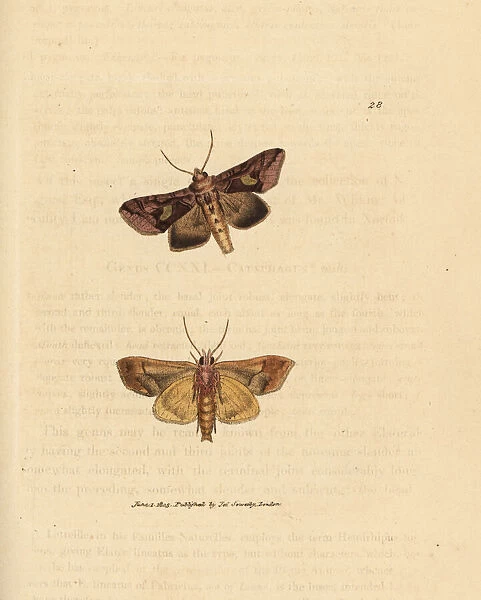 Gold spangle moth, Autographa bractea