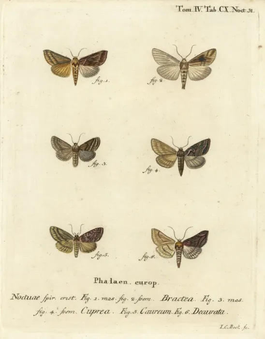 Framed Print : Gold spangle and other moths Framed Print : Gold spangle and other moths