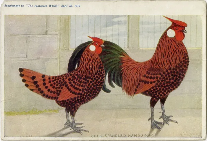 Framed Print : GOLD-SPANGLED HAMBURGHS Gallus species) Date: 1912 Framed Print : GOLD-SPANGLED HAMBURGHS Gallus species) Date: 1912