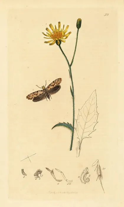 Framed Print : Gold-speckled clothes moth and wood hawkweed Framed Print : Gold-speckled clothes moth and wood hawkweed