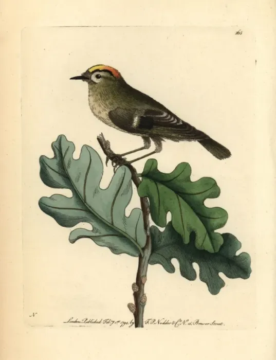 Framed Print : Goldcrest, Regulus regulus Framed Print : Goldcrest, Regulus regulus