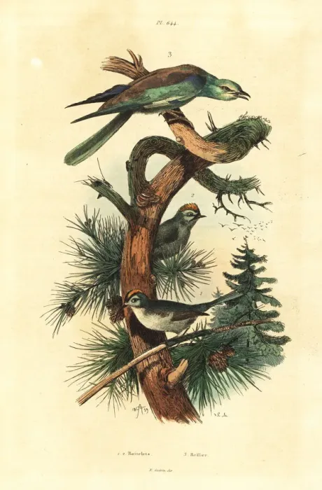 Framed Print : Goldcrests, Regulus regulus, and European Framed Print : Goldcrests, Regulus regulus, and European