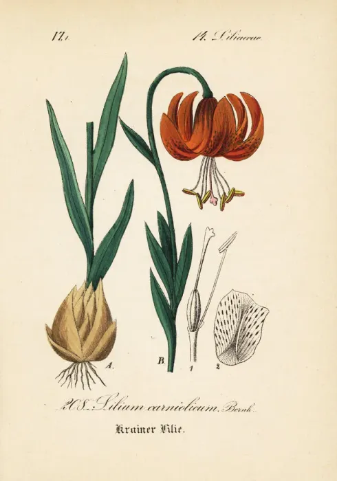 Framed Print : Golden apple lily or Carniolan lily, Lilium carniolicum Framed Print : Golden apple lily or Carniolan lily, Lilium carniolicum