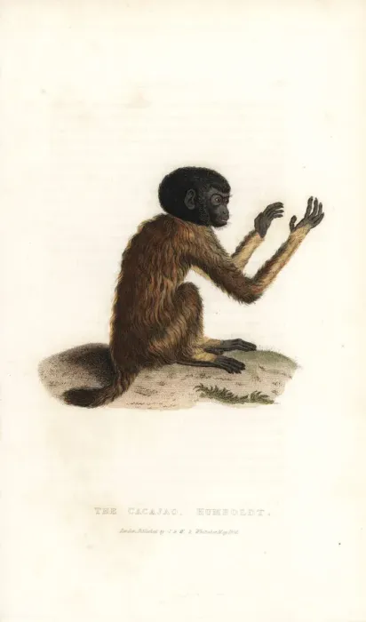 Framed Print : Golden-backed uakari, Cacajao melanocephalus Framed Print : Golden-backed uakari, Cacajao melanocephalus