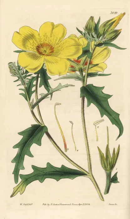 Framed Print : Golden bartonia, Bartonia aurea Framed Print : Golden bartonia, Bartonia aurea