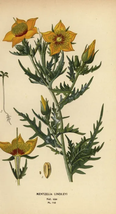 Framed Print : Golden bartonia or Lindleys blazingstar, Mentzelia Framed Print : Golden bartonia or Lindleys blazingstar, Mentzelia