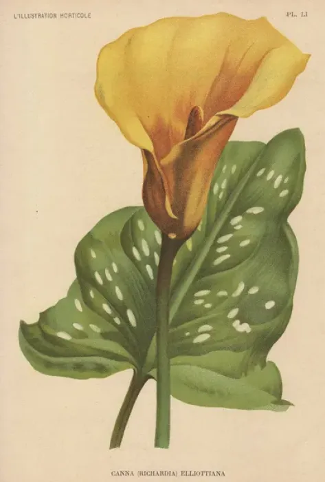 Framed Print : Golden Calla Lily - Richardia Elliottiana Framed Print : Golden Calla Lily - Richardia Elliottiana