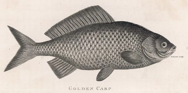 Golden Carp