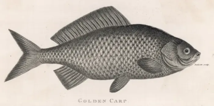 Framed Print : Golden Carp Framed Print : Golden Carp