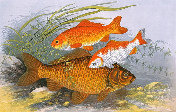 Golden Carp (Goldfish) and Bronze Carp