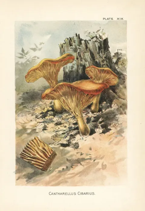 Framed Print : Golden chanterelle, Cantharellus cibarius Framed Print : Golden chanterelle, Cantharellus cibarius