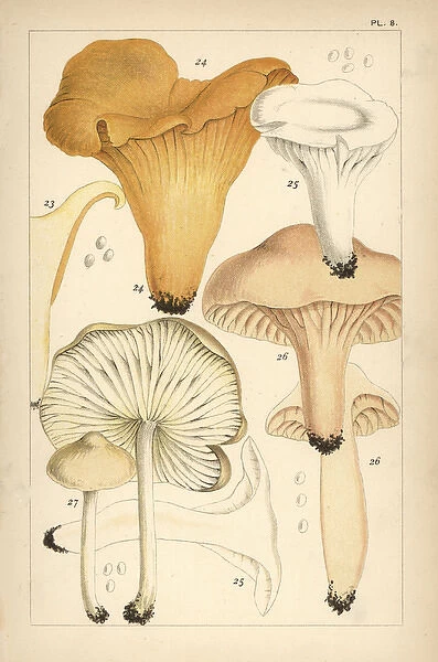 Golden chanterelle, gilled mushroom, waxy cap