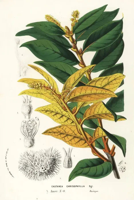 Framed Print : Golden chiquapin, Chrysolepis chrysophylla Framed Print : Golden chiquapin, Chrysolepis chrysophylla