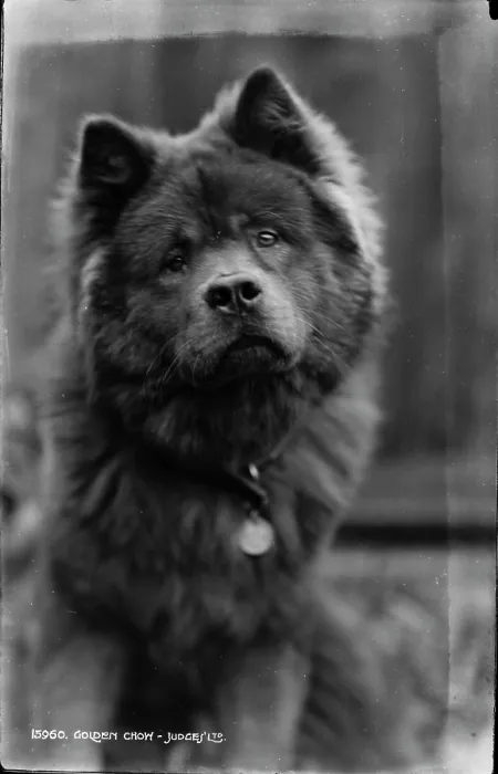 Framed Print : Golden Chow Framed Print : Golden Chow