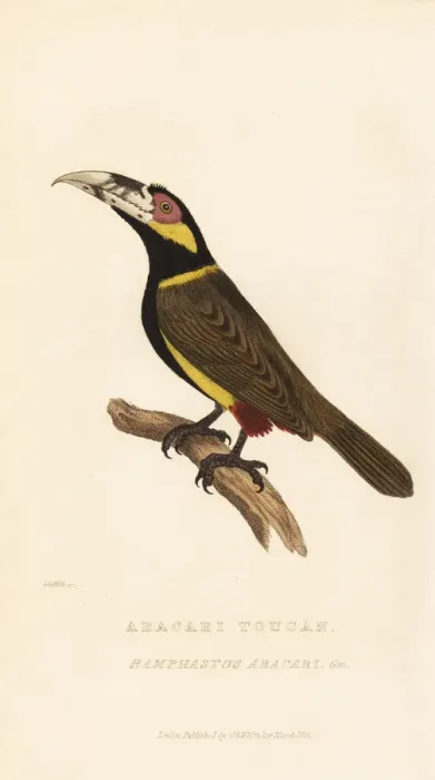 Framed Print : Golden-collared toucanet, Selenidera reinwardtii Framed Print : Golden-collared toucanet, Selenidera reinwardtii