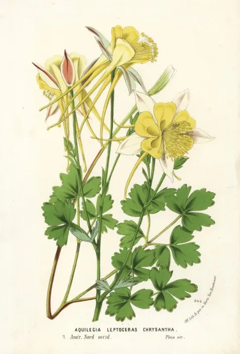 Framed Print : Golden columbine, Aquilegia chrysantha Framed Print : Golden columbine, Aquilegia chrysantha