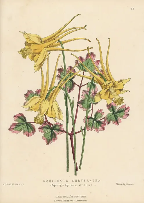 Framed Print : Golden columbine, Aquilegia chrysantha Framed Print : Golden columbine, Aquilegia chrysantha