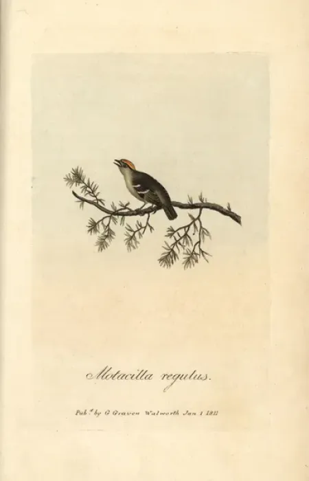 Framed Print : Golden crested wren, Sylvia regulus, Motacilla Framed Print : Golden crested wren, Sylvia regulus, Motacilla