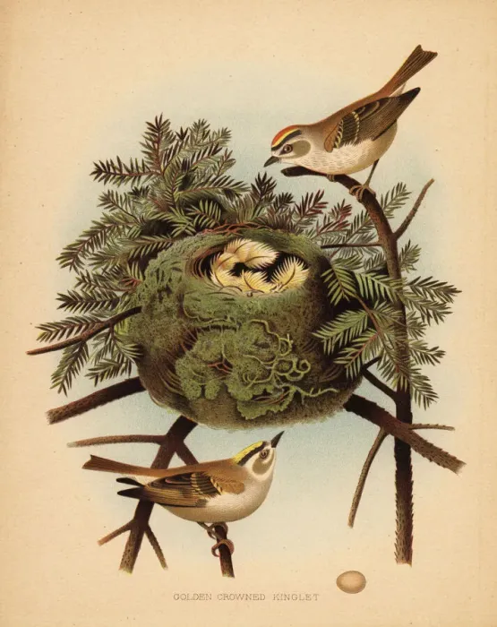 Framed Print : Golden-crowned kinglet, Regulus satrapa Framed Print : Golden-crowned kinglet, Regulus satrapa