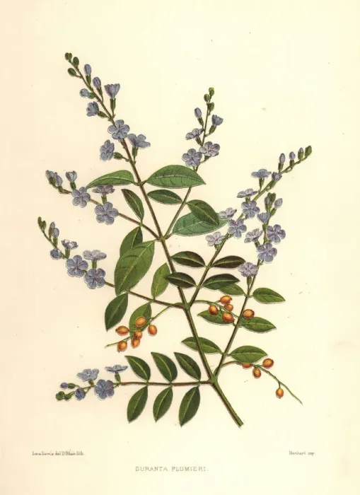 Framed Print : Golden dewdrop, Duranta erecta Framed Print : Golden dewdrop, Duranta erecta