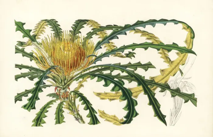 Framed Print : Golden dryandra, Dryandra nobilis Framed Print : Golden dryandra, Dryandra nobilis