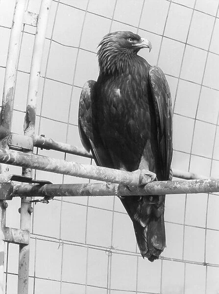 Golden Eagle. A Golden Eagle. Date: 1960s